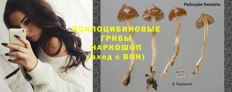 Галлюциногенные грибы Psilocybe  цены   Вяземский 